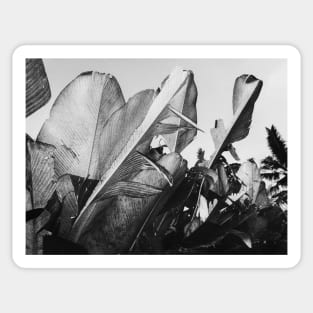 Tropical Palm Leaves in Black and White Sticker